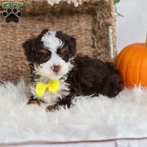 Flax, Mini Bernedoodle Puppy